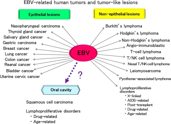 EBV